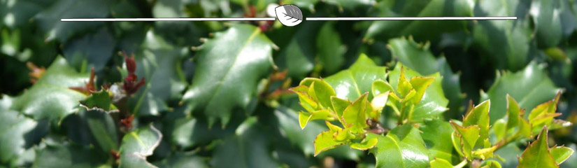 Ilex online kopen | Hulst online bestellen | Gardline
